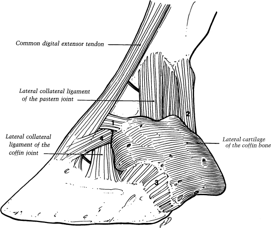 collateral ligament horse