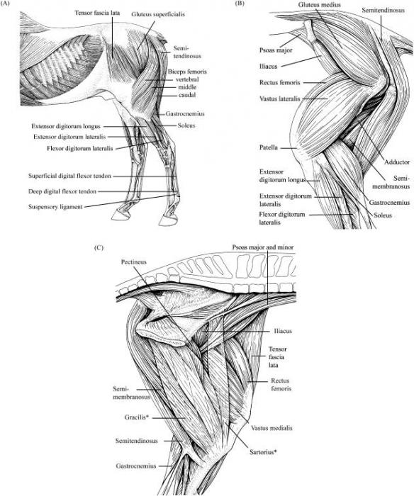 Equine Pelvic Anatomy - Identify and Treat Equine Sacroiliac Problems