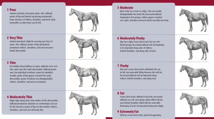 Equine Body Condition Score Chart