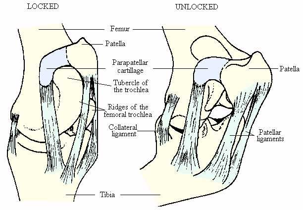 Equine & Science - For equine professionals - Patellar ligament