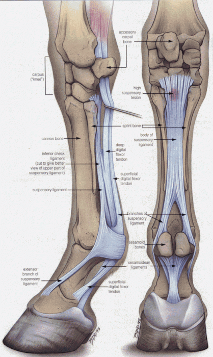 PDF) Topographic Description of Metacarpal Tendons and Ligaments of Anatoly  Donkey by Ultrasonography and Introducing a New Ligament