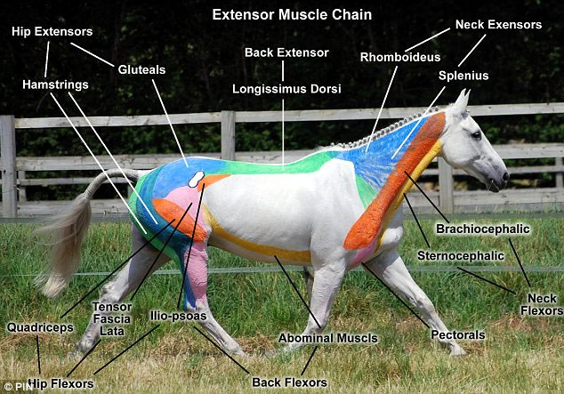 Equine & Science - For equine professionals - The equine neck and its