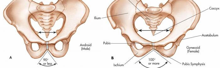 Male vs Female Pelvis Differences Anatomy Skeleton Shape 
