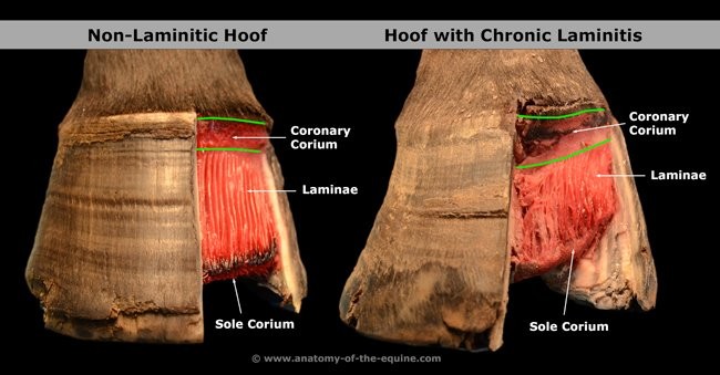 holistichorse