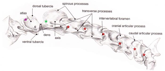 Equine And Science For Equine Professionals Radiographic Study Of The