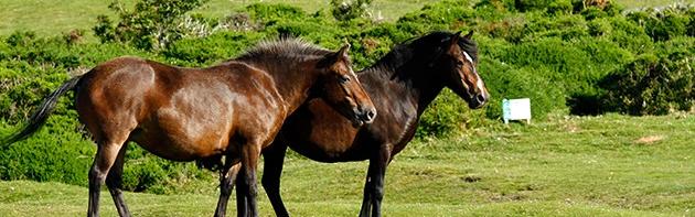 Horse and Hound