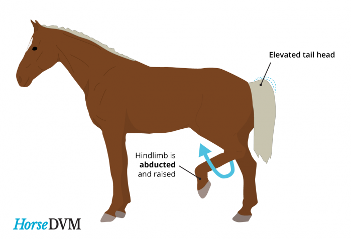 horsedvm