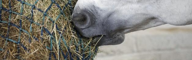 Horse and Hound