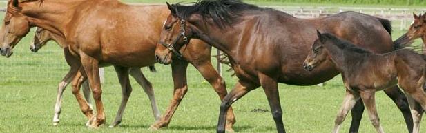 Horse and Hound