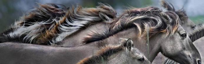 horsebreedspictures