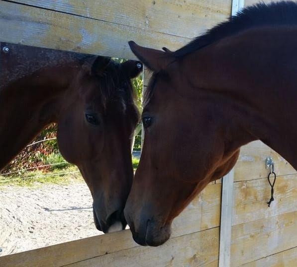 Equine & Science - For equine professionals - Are horses capable of ...