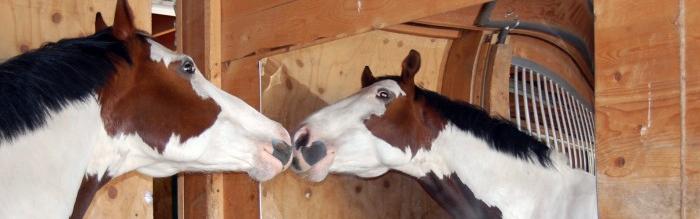 horse mirror