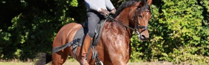 Resistance bands horse online riding