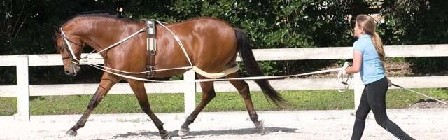 Equine & Science - For equine Het effect van trainingshulpmiddelen op de longissimus dorsi