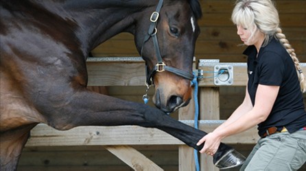 Equine Science For equine professionals Introduction to Equine