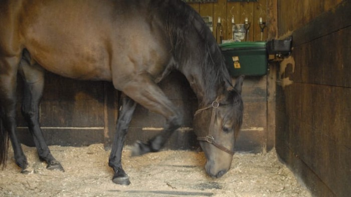 Equine Science For Equine Professionals Reducing Pawing In Horses Using Positive Reinforcement